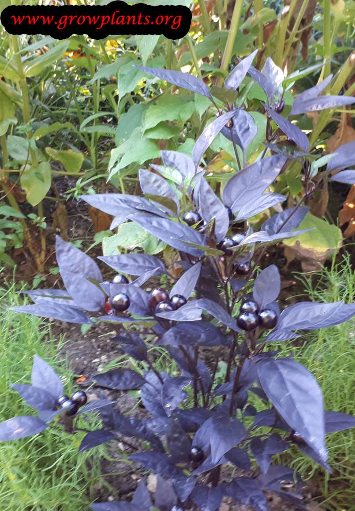 Black Pearl pepper plant care