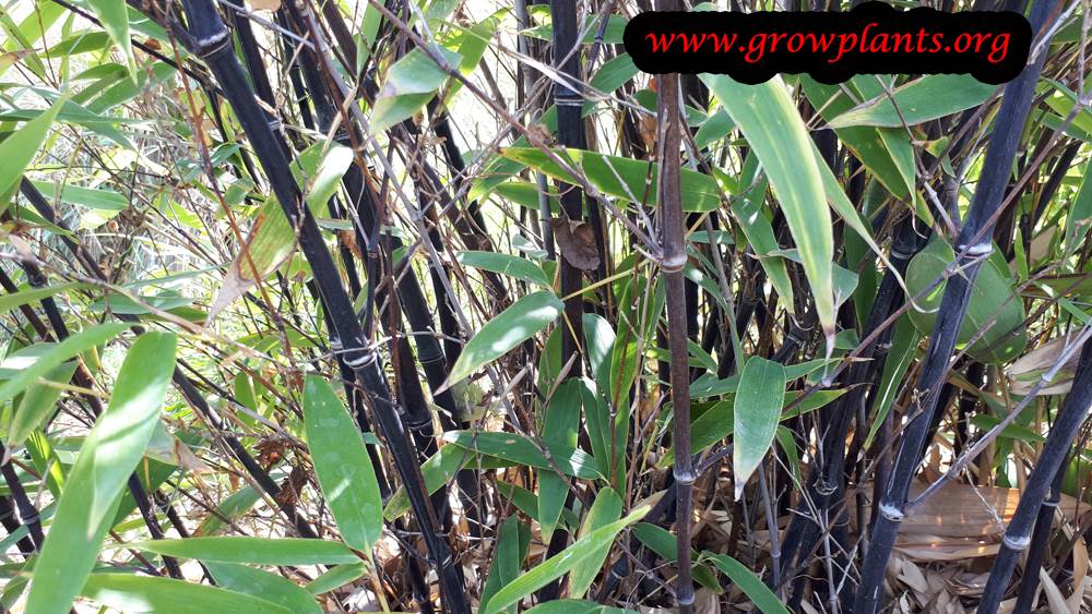 Black bamboo plant care