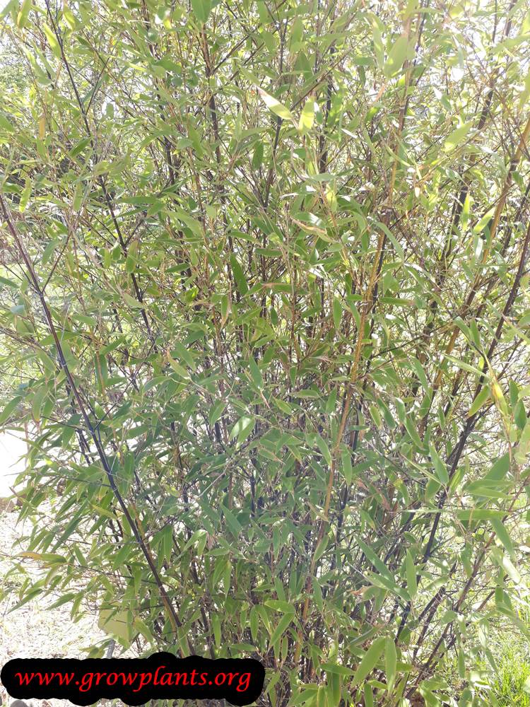 Growing Black bamboo