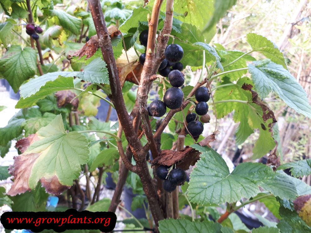 Black currant fruit season
