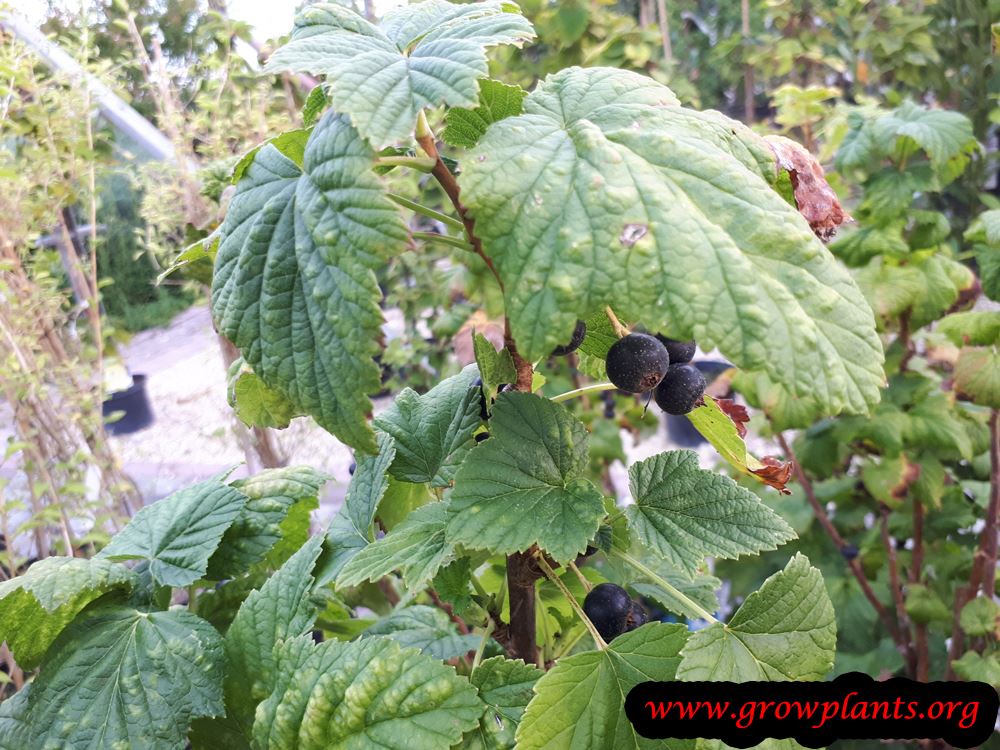 Black currant plant care