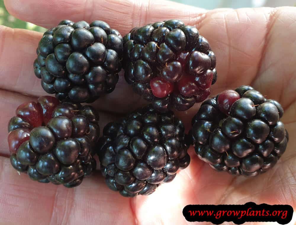 Blackberry harvesting season