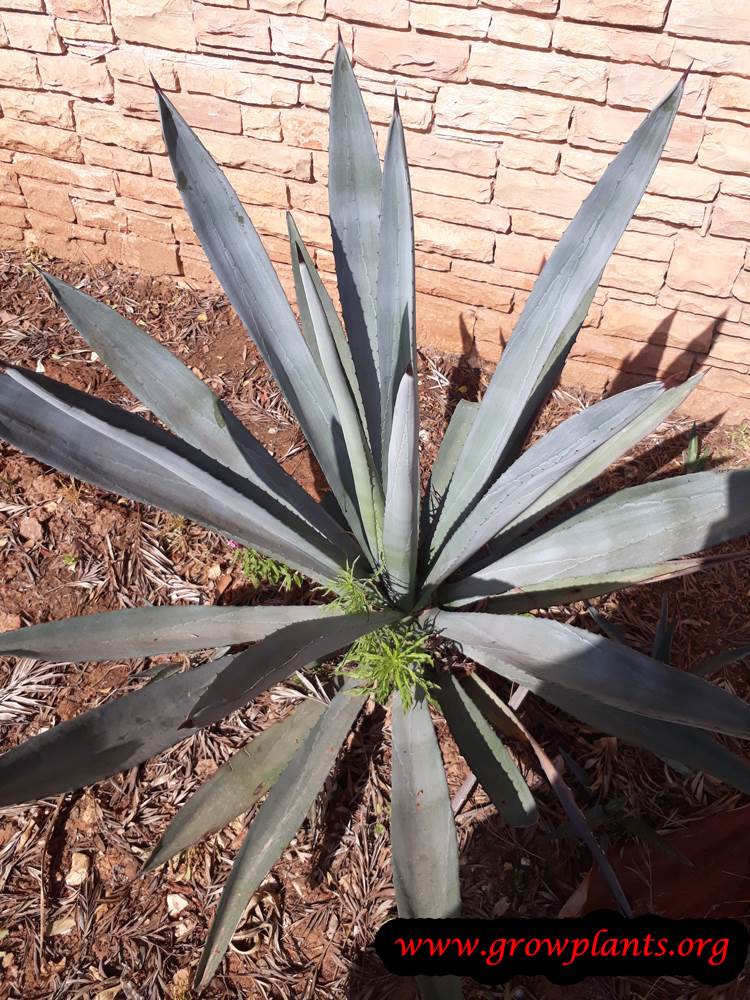 Growing Blue agave