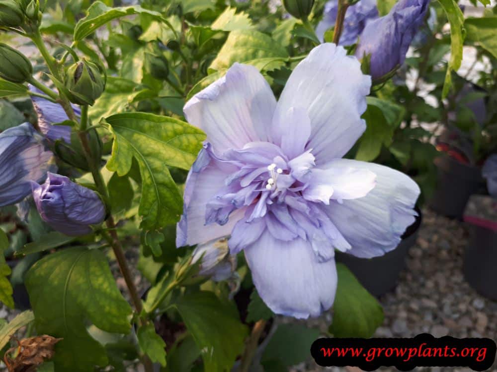 Blue chiffon hibiscus plant care