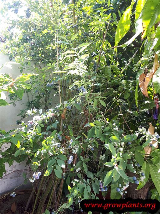 Blueberry highbush plant