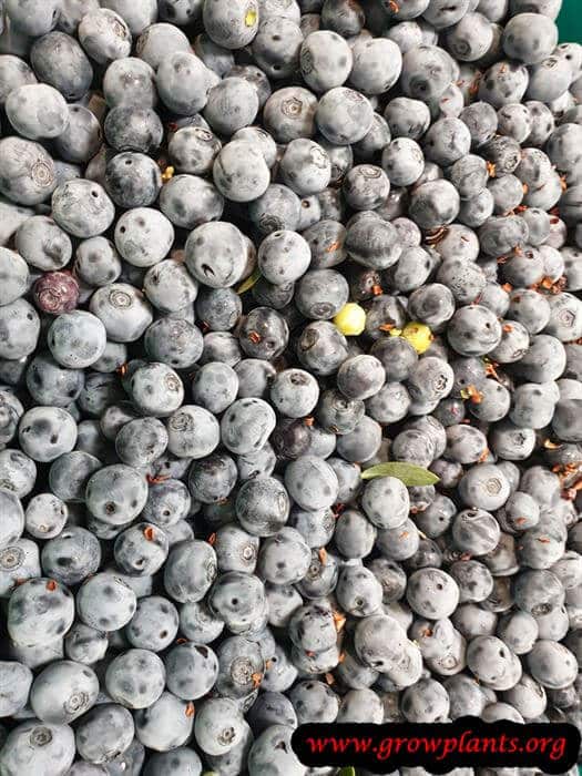 Harvest Blueberry highbush fruits