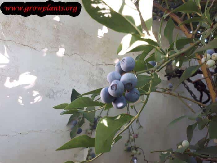 Blueberry highbush plant care
