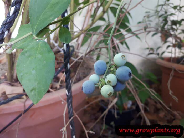 Planting Blueberry highbush