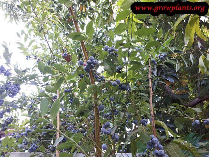 Planting season Blueberry highbush
