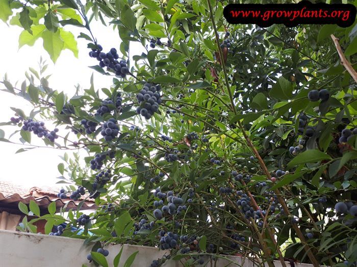 Blueberry highbush fruits