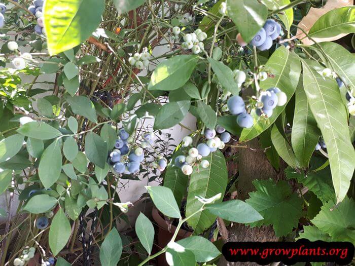 Blueberry highbush fruits season