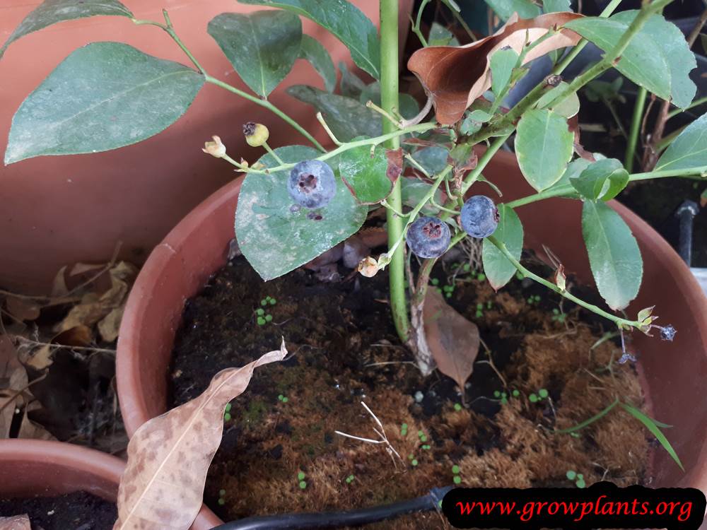 Blueberry plant harvest
