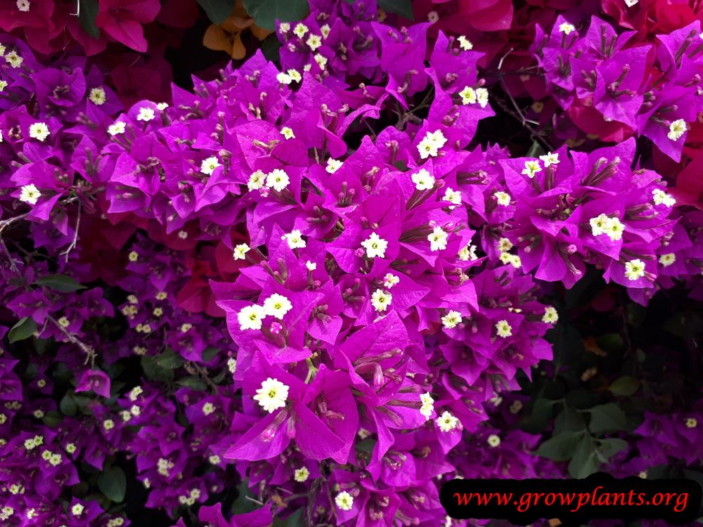 Bougainvillea plant purple flowers