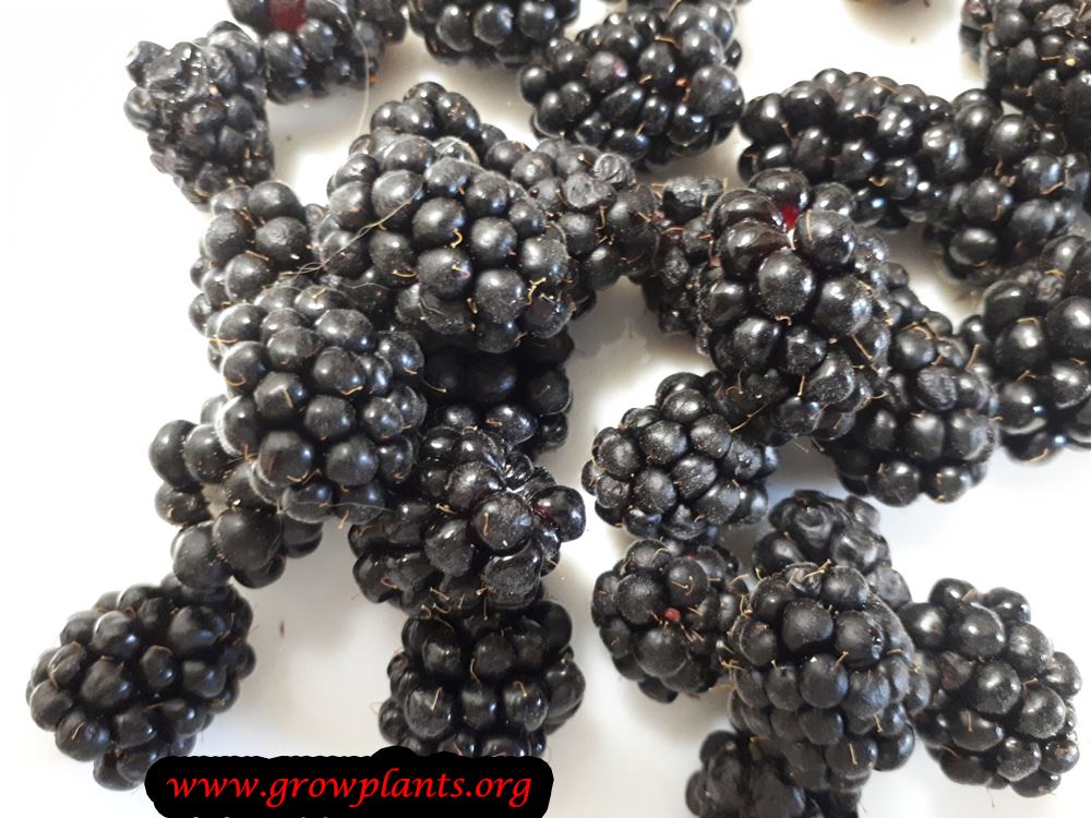 Harvest Boysenberry fruit