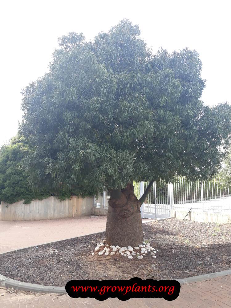 Brachychiton rupestris tree
