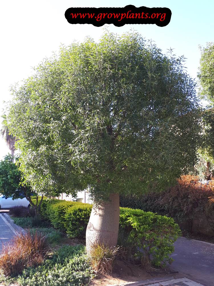 Growing Brachychiton rupestris tree