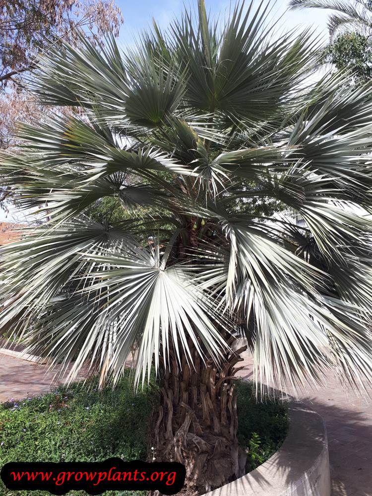 Brahea armata palm