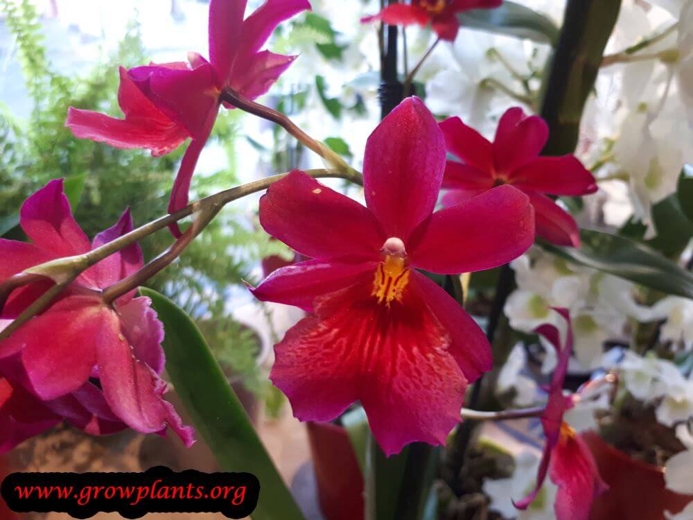 Burrageara orchid care
