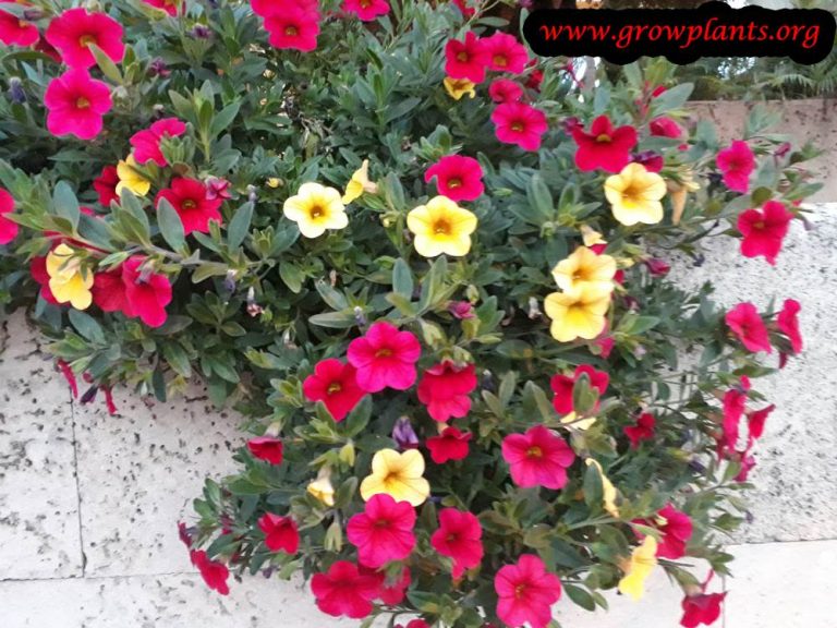 Calibrachoa - How to grow & care