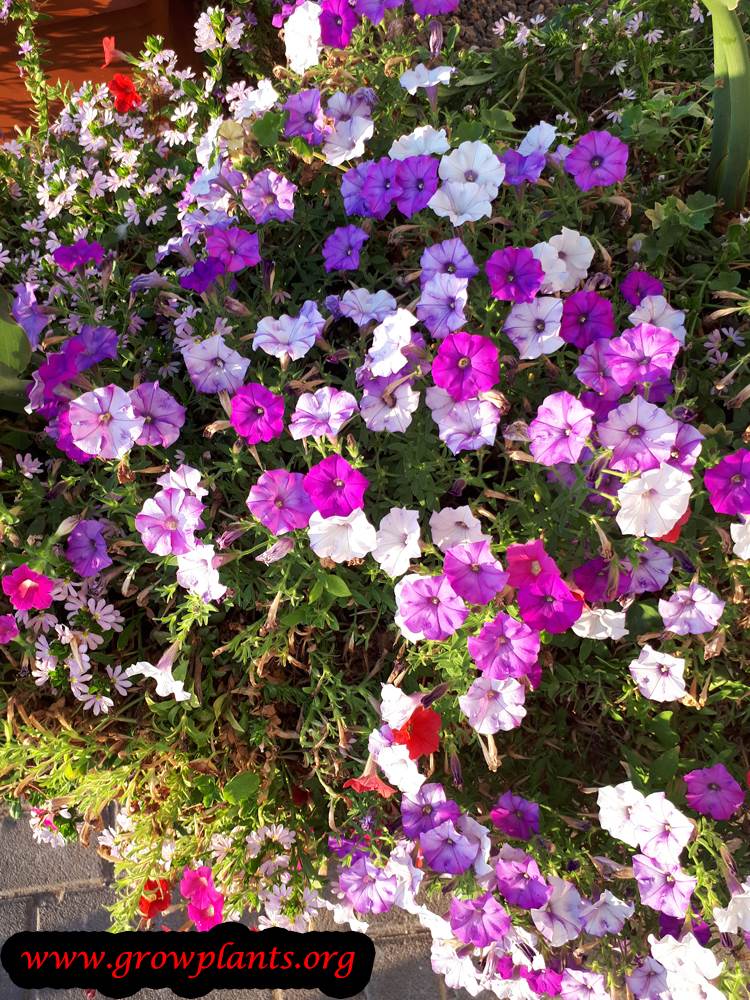 Calibrachoa purple flowers