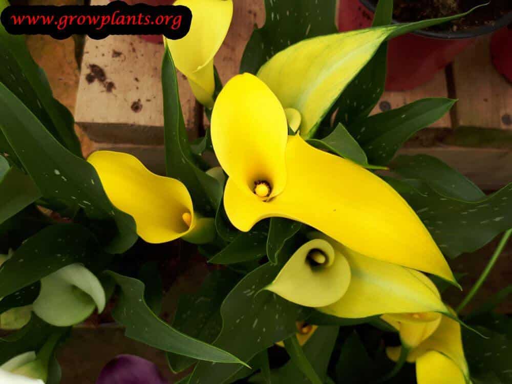 Calla plant yellow flowers