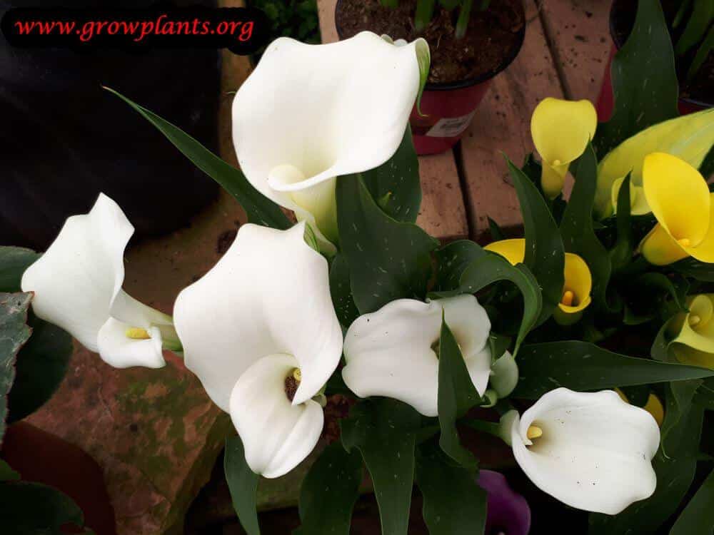 Calla plant white flowers