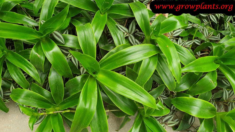 Callisia fragrans plant