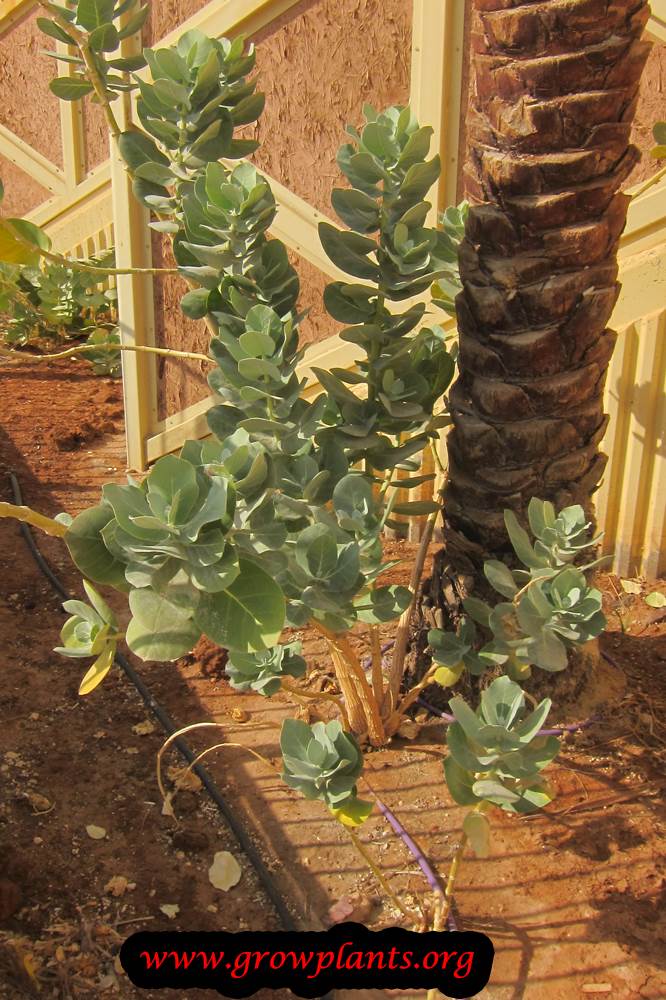 Calotropis procera plant care