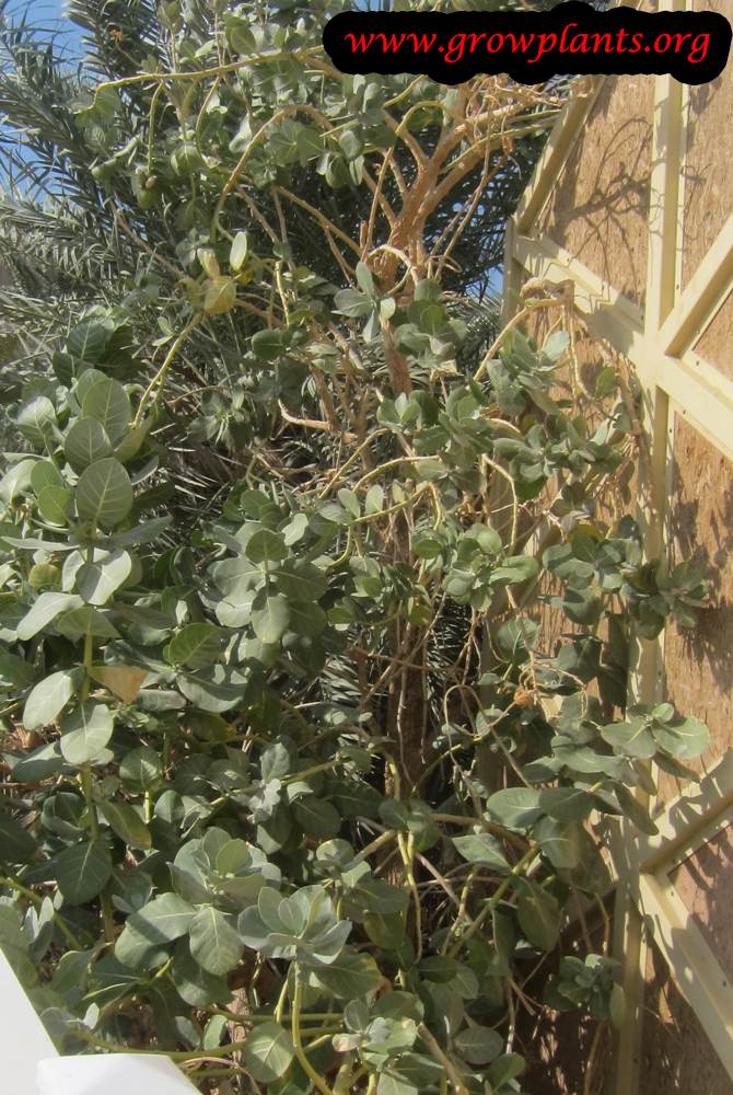 Growing Calotropis procera plant