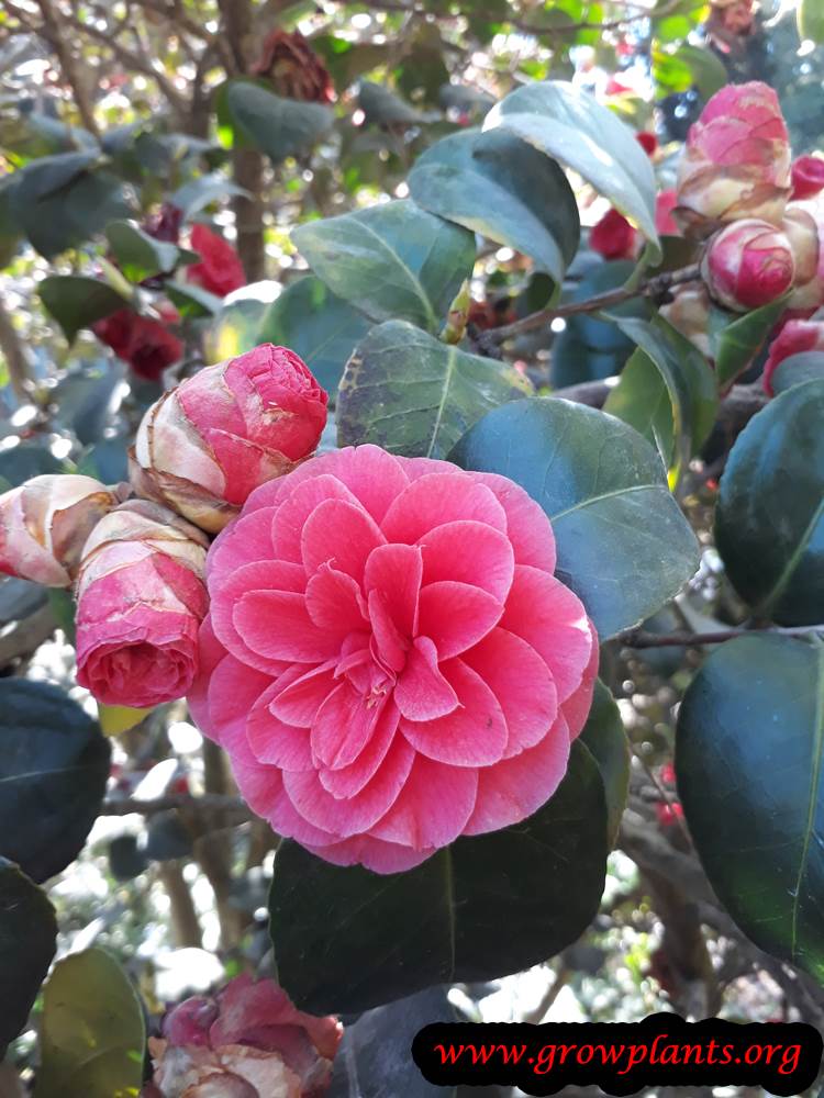 Camellia Japonica plant care