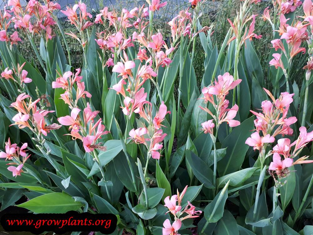 Canna indica pink flowers