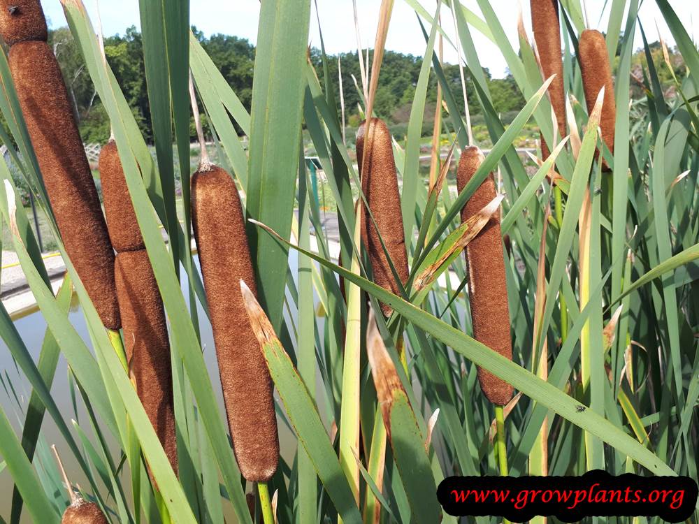 Cattails water plant