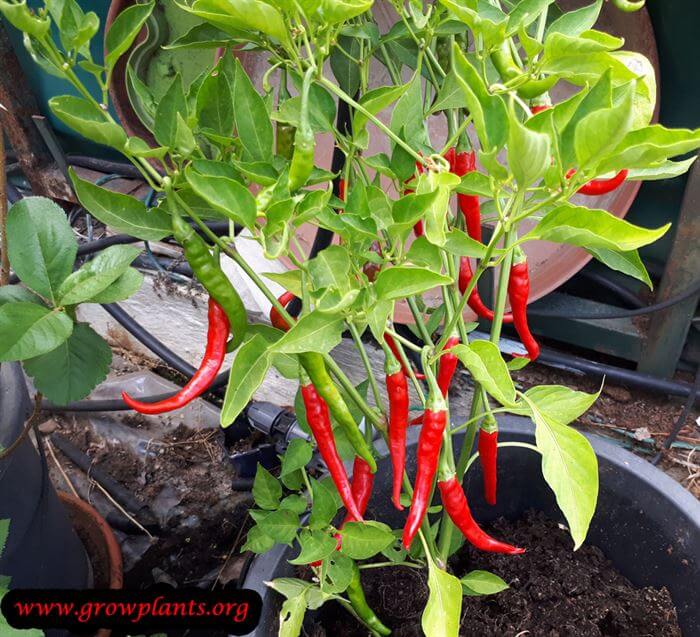Cayenne pepper plant harvest season