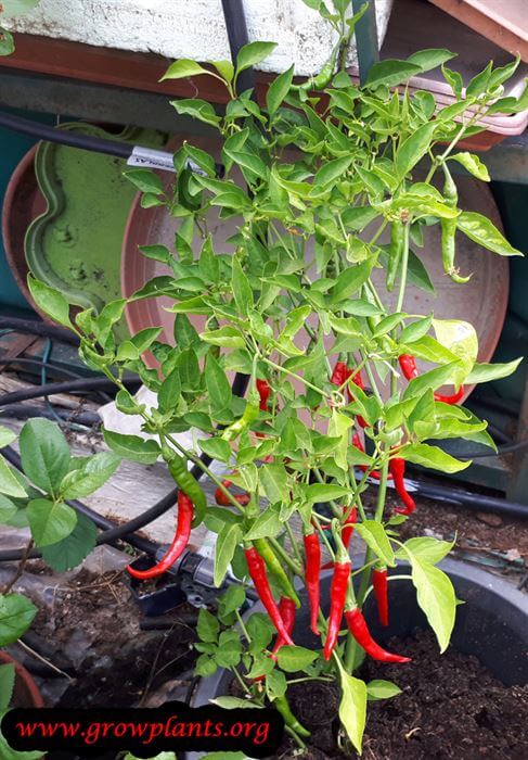Cayenne pepper plant growing