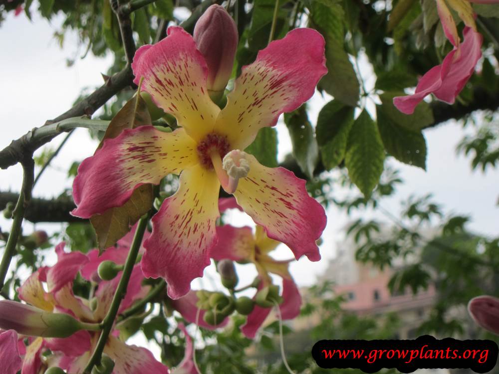 Ceiba speciosa flower