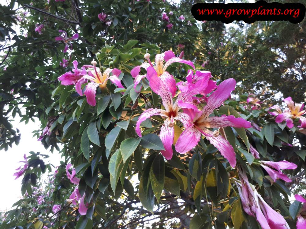 Ceiba speciosa plant care