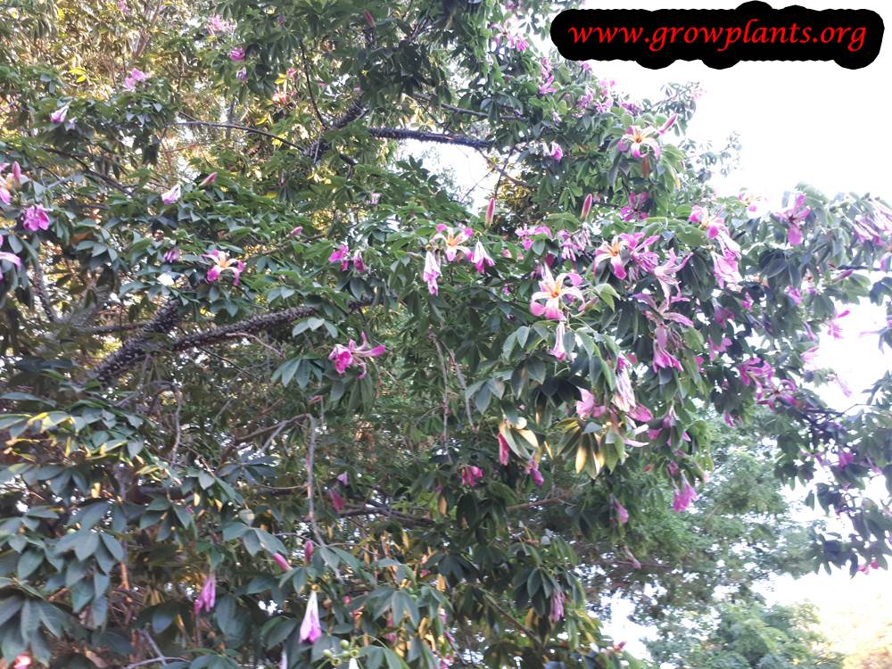Ceiba speciosa tree