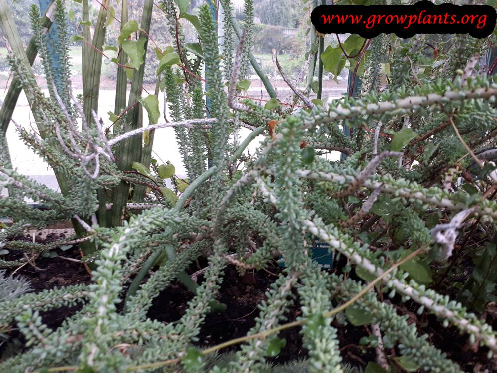Growing Ceraria namaquensis