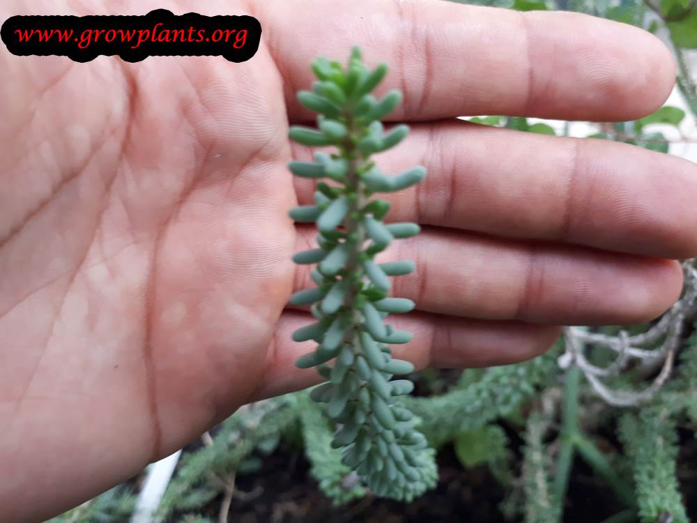 Ceraria namaquensis plant care