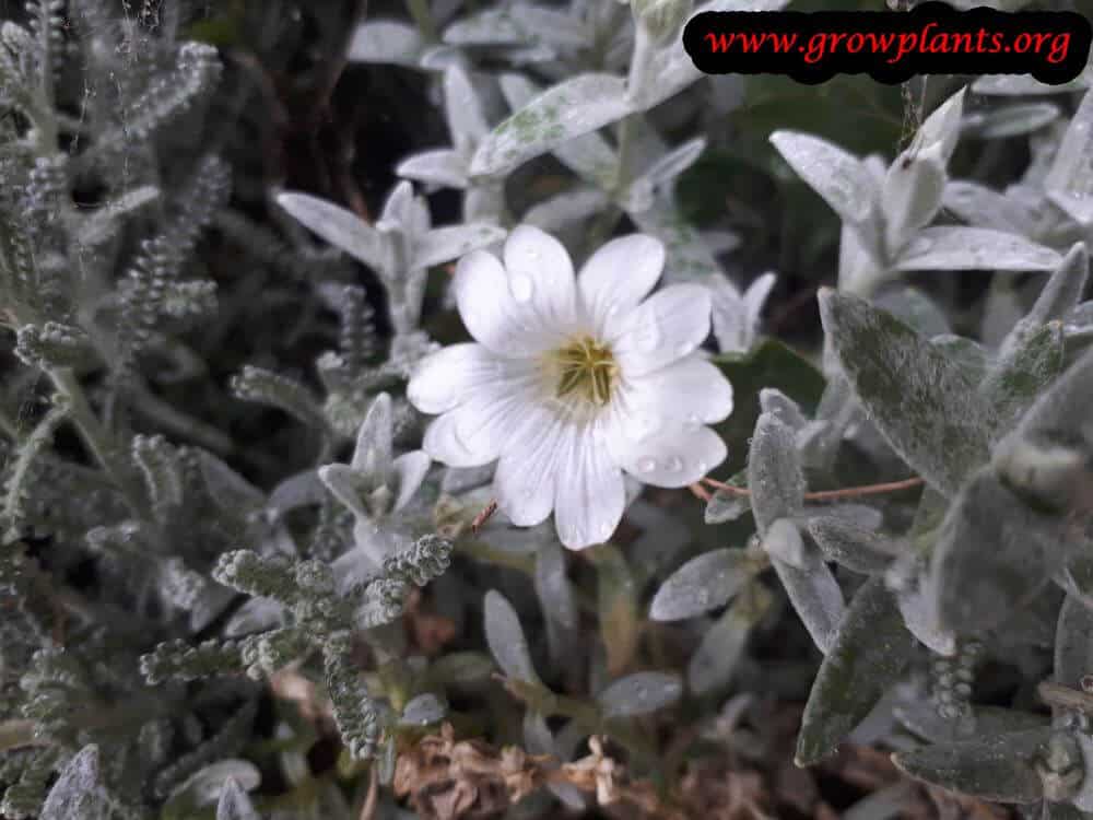 Cerastium tomentosum flower