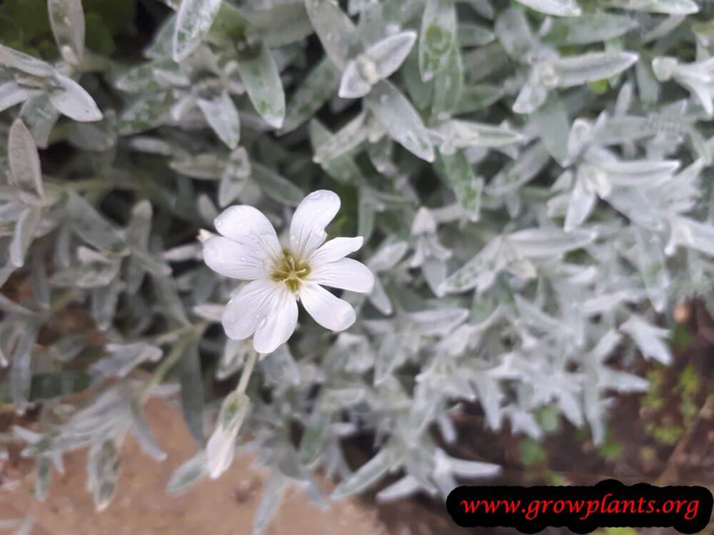 Cerastium tomentosum grow and care