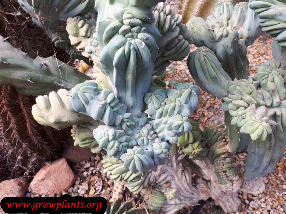 Cereus peruvianus monstrosus cactus