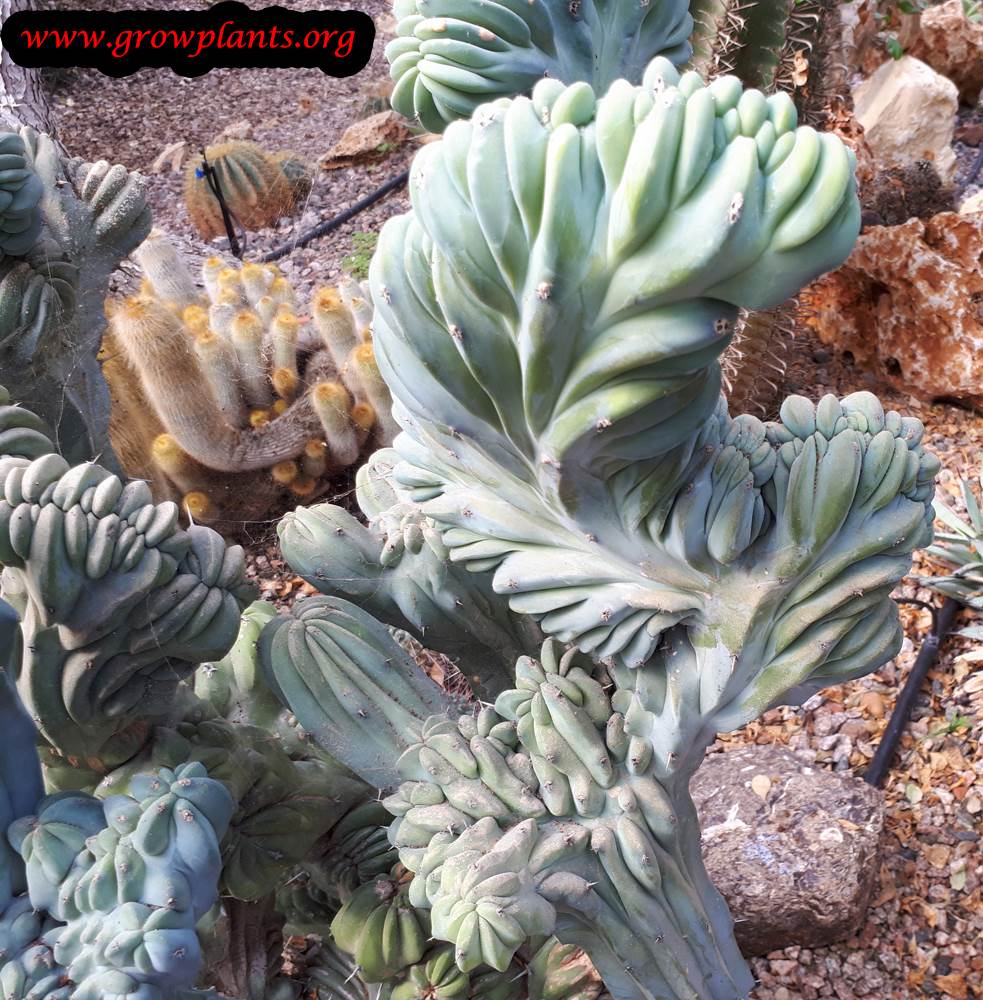 Cereus peruvianus monstrosus cactus plant