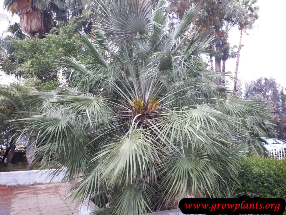 Mediterranean dwarf palm