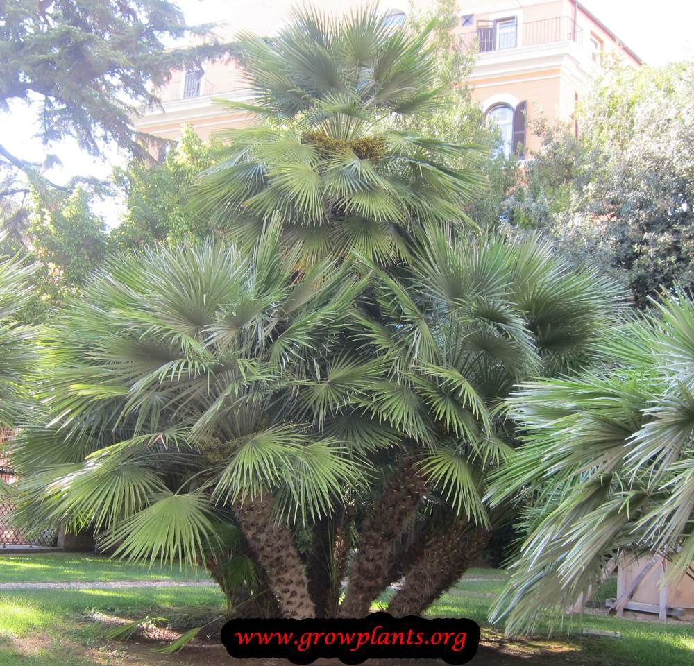 Chamaerops humilis palm