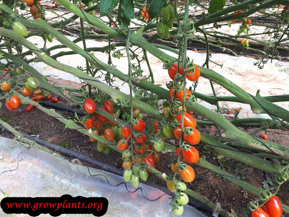 Cherry tomato best way to grow