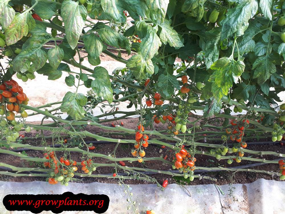 Cherry tomato fruits season