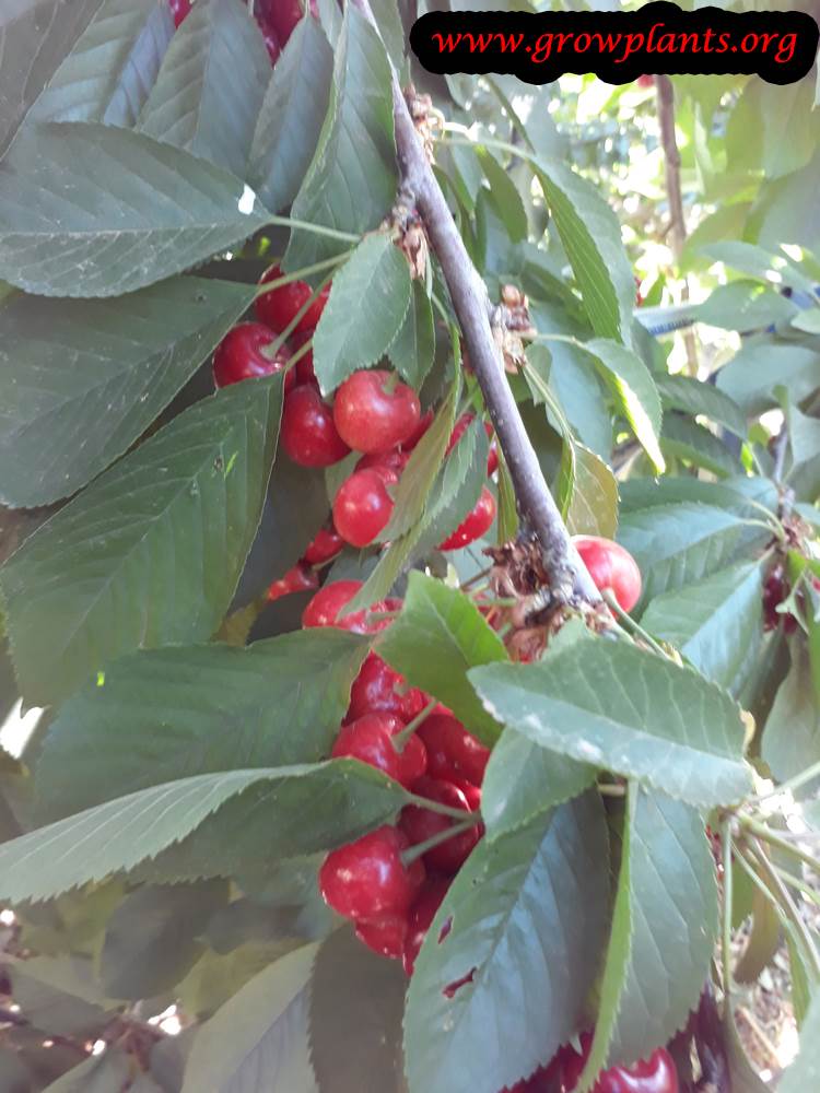 Cherry tree harvest