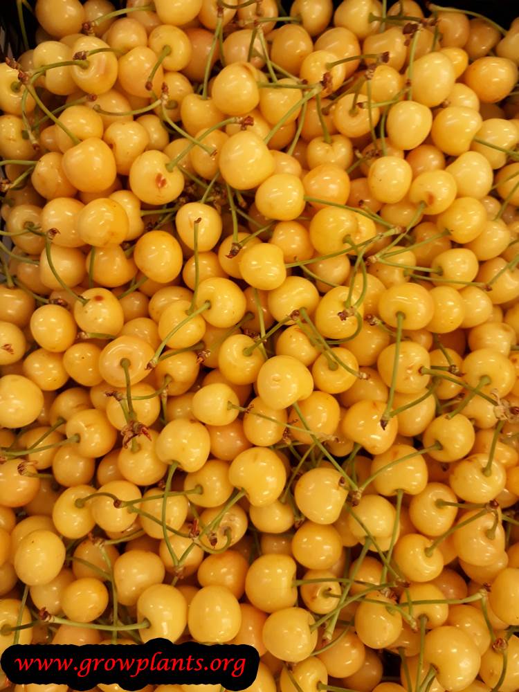 Yellow Cherry tree harvest fruit