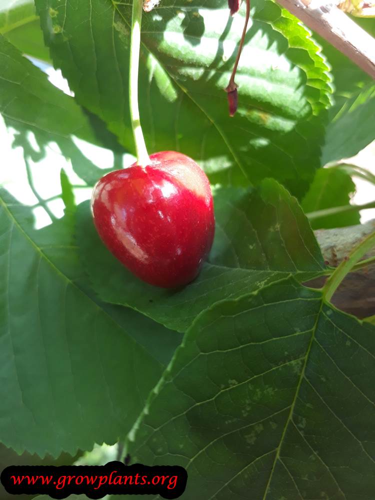 Cherry tree harvest fruit